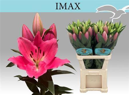 Lilium (Oriental Grp) 'Imax'