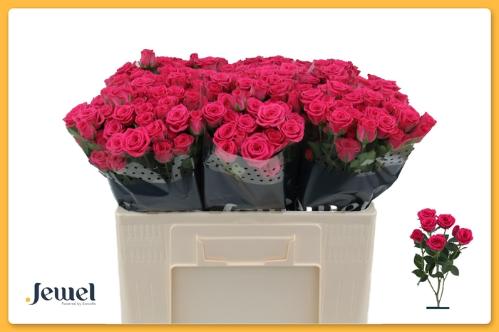 Rosa tros Pink Yo-Yo