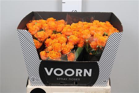 Rosa tros Coral Bubbles
