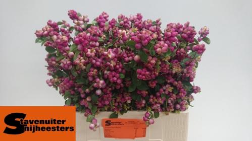 Symphoricarpos Magical Treasure