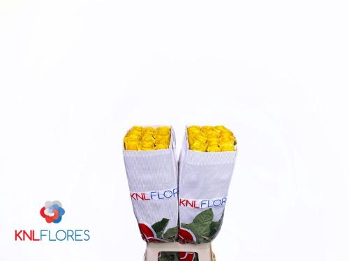 Rosa grootbloemig Brighton