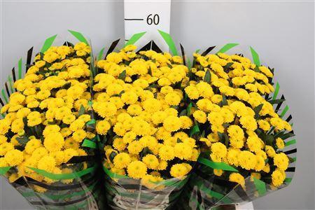 Chrysanthemum Indicum Grp tros santini Aurinko