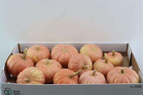 Cucurbita pepo