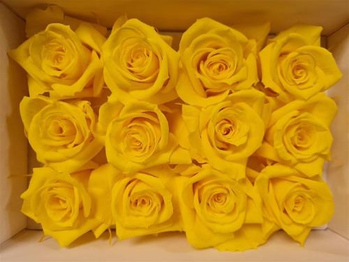 Rosa grootbloemig kleurbehandeld H%