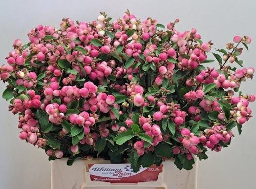 Symphoricarpos (Pink Berry Grp) Magical Ruby Falls