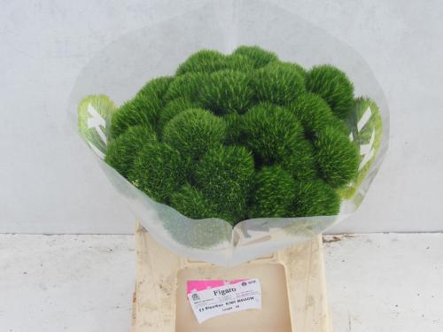 Dianthus barbatus Kiwi Mellow