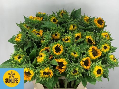 Helianthus annuus 'Sunrich Provence'
