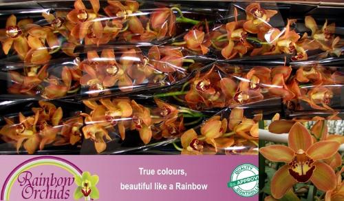 Cymbidium grootbloemig per tak Autumn Crisp 'Charly Brown'