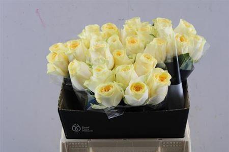 Rosa grootbloemig Buttercup