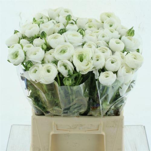 Ranunculus asiaticus Succes Firenze