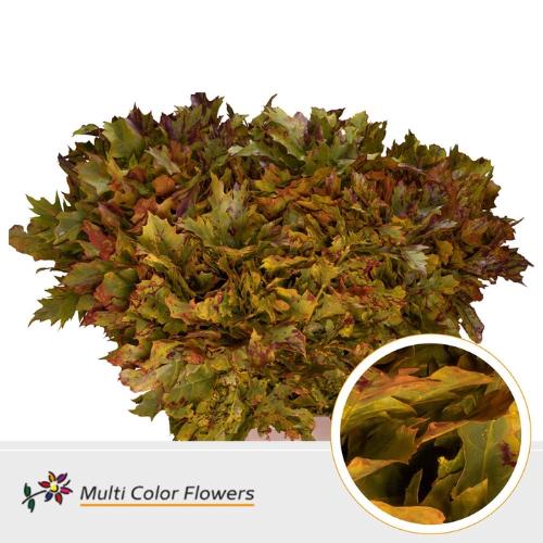 Quercus rubra kleurbehandeld H%