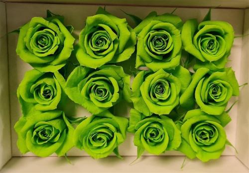 Rosa grootbloemig kleurbehandeld H%