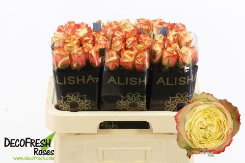 Rosa grootbloemig Adventure