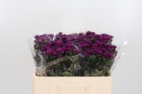 Aster Novi-belgii Grp 'Flash'