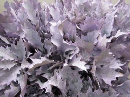 Quercus rubra kleurbehandeld H%