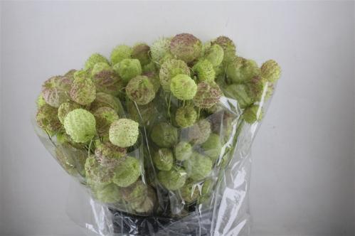 Gomphocarpus fruticosus 'Moby Dick' per stuk