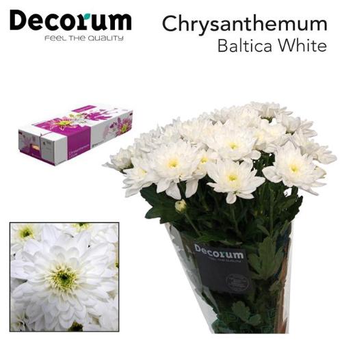 Chrysanthemum Indicum Grp tros kas Baltica