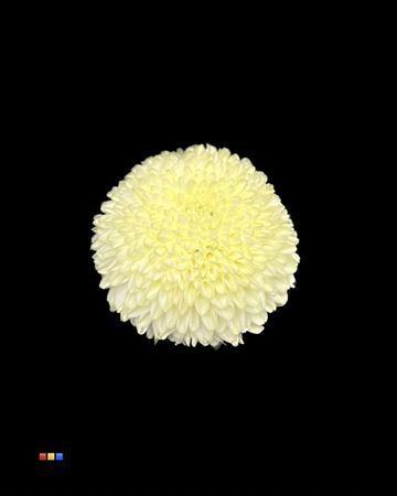 Chrysanthemum geplozen kas kleurbehandeld H%