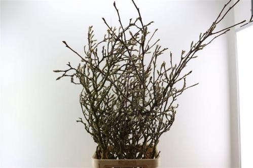 Magnolia grandiflora