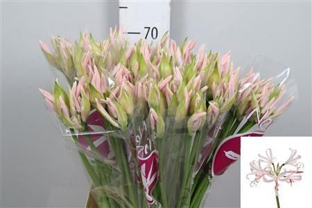 Nerine Bowdenii Grp 'Sofie'