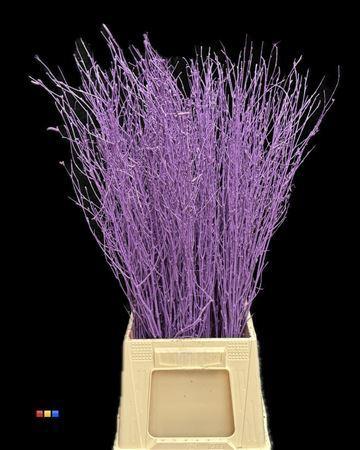 Betula per bos kleurbehandeld