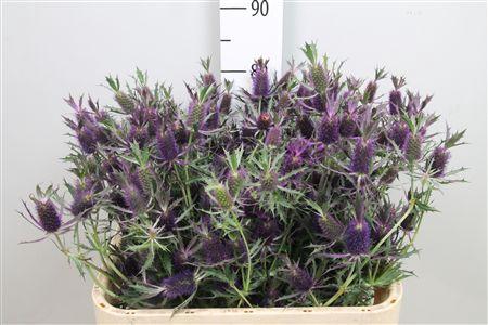 Eryngium overig
