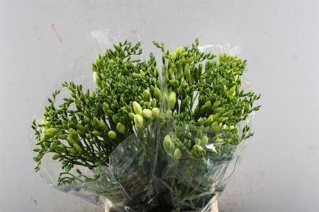 Freesia enkelbloemig 'Diamond River'