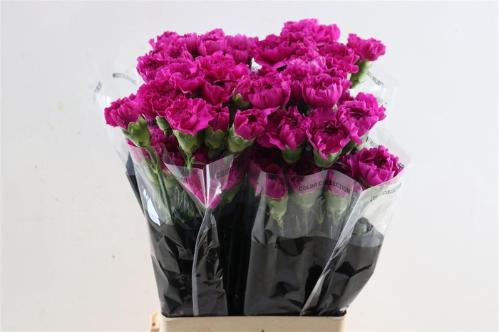 Dianthus standaard Dark Farida