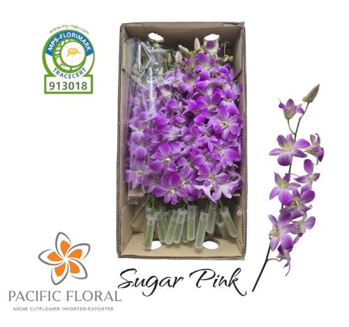 Dendrobium overig