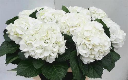 Hydrangea macrophylla 'Ivoor'