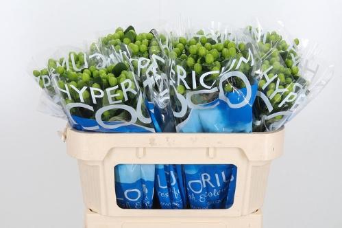 Hypericum Coco Bamboo