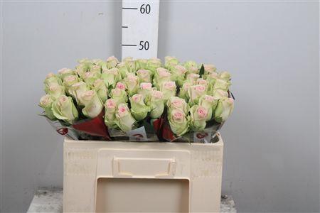 Rosa grootbloemig Trivia