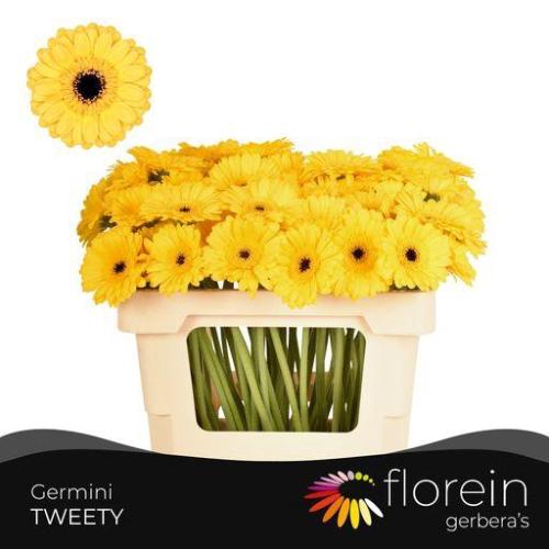 Gerbera mini Tweety