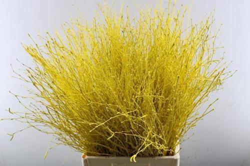 Betula kleurbehandeld H%