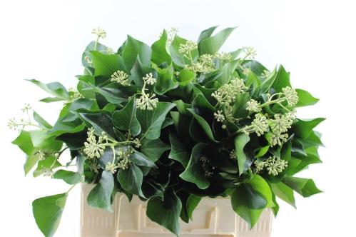 Hedera per bos