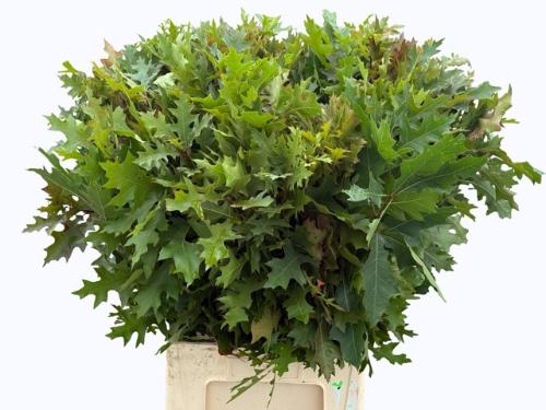 Quercus palustris
