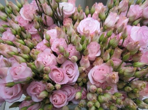 Eustoma russellianum gevuldbloemig kleurbehandeld H%