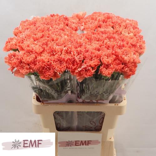 Dianthus standaard Tamarind