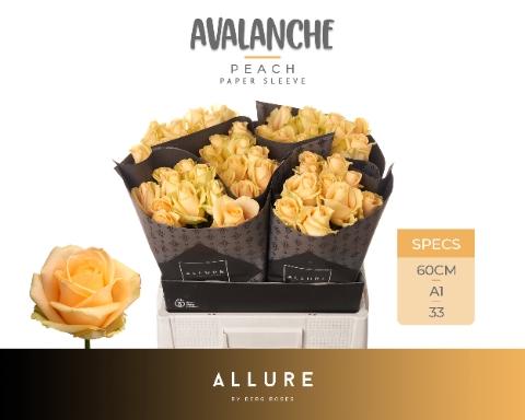Rosa grootbloemig Avalanche Peach+