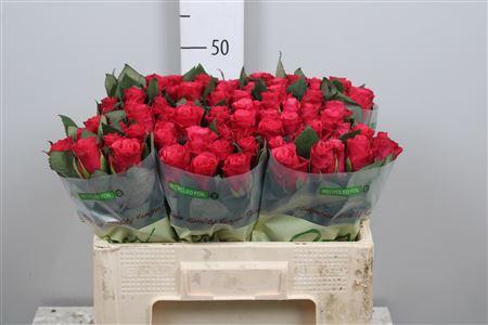 Rosa grootbloemig Tacazzi+