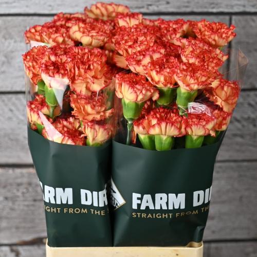 Dianthus standaard overig