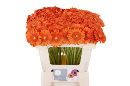 Gerbera mini Max