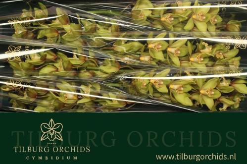 Cymbidium grootbloemig per tak Baltic Honney 'Bonny'