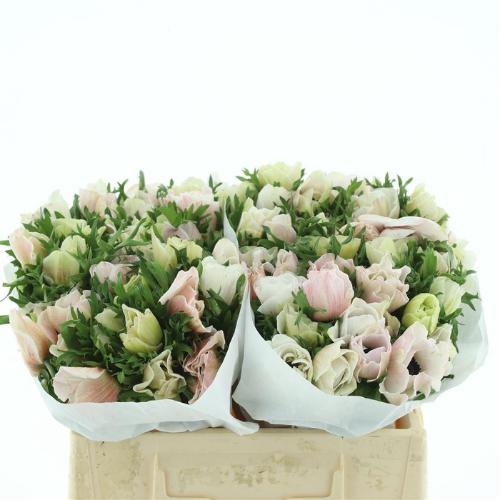 Anemone coronaria 'Mistral Plus White'