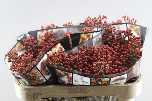Rosa Autumn Rosefruits