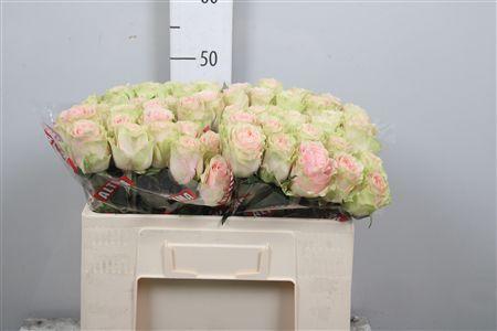 Rosa grootbloemig Frutteto