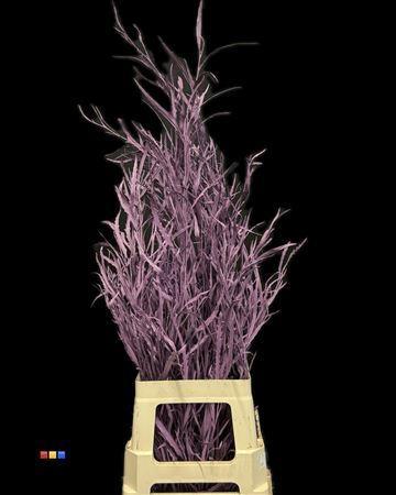 Decoratiegroen kleurbehandeld per bos H%