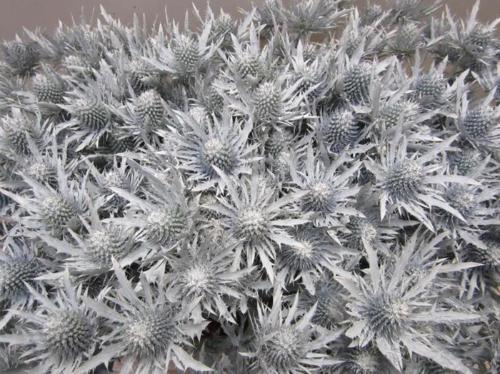 Eryngium planum kleurbehandeld H%