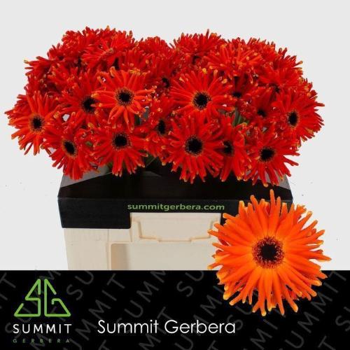 Gerbera grootbloemig krulvormig Pastini Emilia