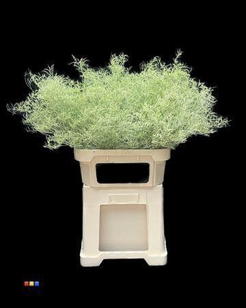 Limonium overig kleurbehandeld H%